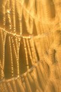 Ein Spinnennetz im goldenen Licht