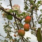„Apfelblüte zum Herbstanfang“