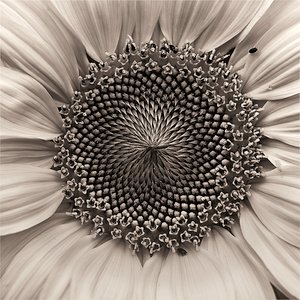 Portrait einer Sonnenblume