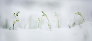 Märzenbecher im Schnee