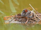 Zwergtaucher im Nest (2)