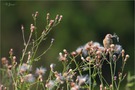 ein junger Diestelfink und Vogel des Jahres 2016