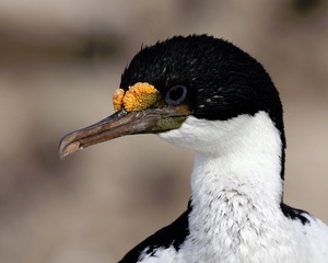 Königskormoran auf Falkland/Malvinen