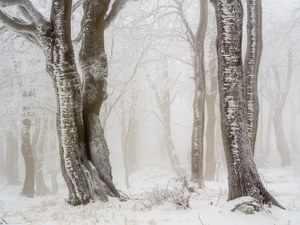 Frost und Nebel