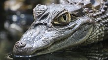 Krokodil aus dem Berliner Zoo Terrarium