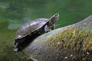 Mauremys rivulata - Kaspische Wasserschildkröte