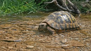 Griechische Landschildkröte nimmt ein Bad