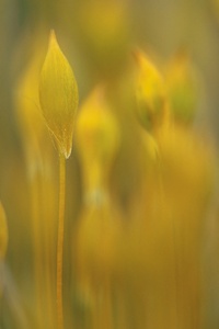 Sporophyten vom Goldenen Frauenhaarmoos (Polytrichum commune)