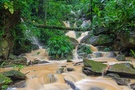 Regenwald auf Tobago