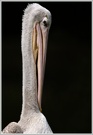 Rötelpelikan (Pelecanus rufescens)