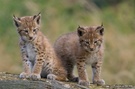 Tierkinder - Luchs (Lynx lynx)