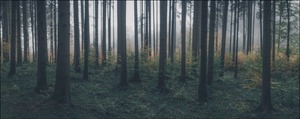 Nebel im Forst