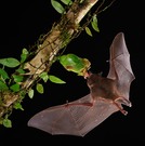 Blütenfledermaus Long-toungued Bat ( Glossophaga spec)