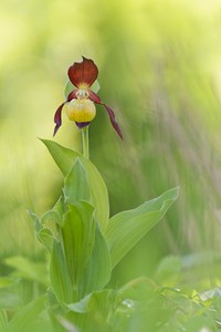 Ladyslippers,