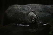 Otter beim fressen