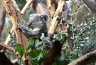 Koala in seinem Baum