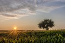 Ein Sonnenuntergang über dem Maisfeld