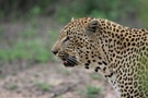 männlicher Leopard