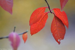 Vier adventliche rote Blätter ...