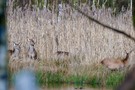 Hirschkühe am Sumpfsee