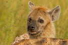 Hyäne in der Masai Mara