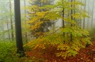 Herbstzauber im Wald