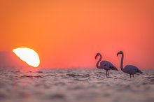 Flamingos zum Sonnenaufgang