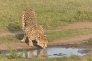 Cheetah (4)
