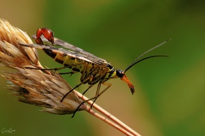 Skorpionsfliege  (Panorpa communis)