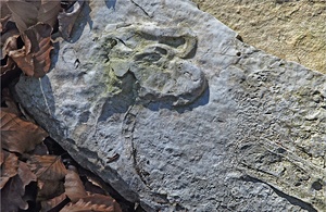 Unbekanntes Fossil