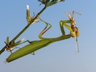 Mantis mit Beute