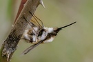 Wollschweber (Bombyliidae)