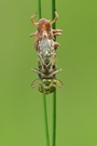 Plattbauch Libelle
