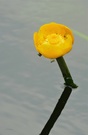 Die Gelbe Teichmurmel