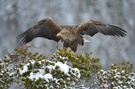 Sea Eagle/Seeadler