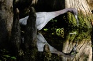 Der "schwierige" Blaureiher (Egretta caerulea)