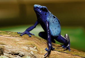 Blauer Baumsteiger Frosch