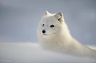 Arctic Fox (c)