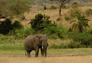 ND / Elefantenbulle