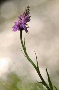 ~ Orchidee am Bach ~