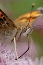 Portrait Schmetterling