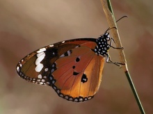 ' Kleiner Monarch' (2)