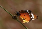 'Kleiner Monarch'  oder Tigerfalter (5)