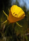 Reifrock-Narzisse (Narcissus bulbocodium) - ND