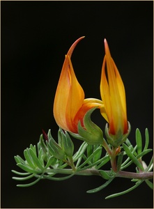 Lotus maculatus, ND