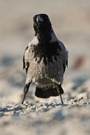 Nebelkrähe (Corvus corone cornix) am Ostseestrand