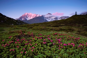 Fletschhorn mit Alpenrosen bei Sonnenaufgang