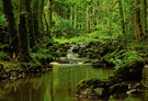 Ein Nebenfluss des Amazonas ....