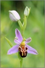 Orchidee des Jahres 1995... Bienen-Ragwurz *Ophrys apifera*