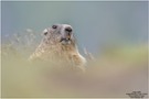 Murmeltier (Marmota marmota)